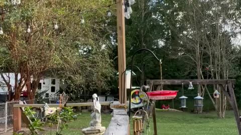 Hand feeding hummingbirds in Alabama