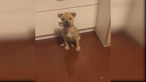 Cute baby dog's funny moments 😄