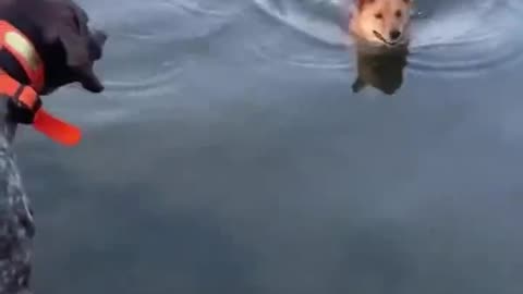 Two Dogs Having The Time of their Lives Jumping in the Lake