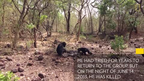 Aftermath of a Chimpanzee Murder Caught in Rare Video | National Geographic