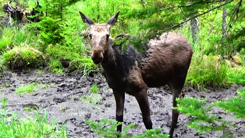 Mudhole Moose