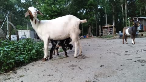 Mama Does run the farm!