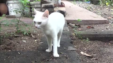 The Pure white cat search for place to play