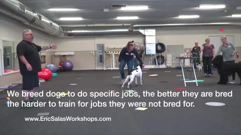 Dog Training