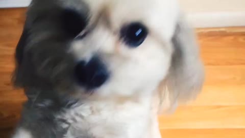 A cute dog wanting attention