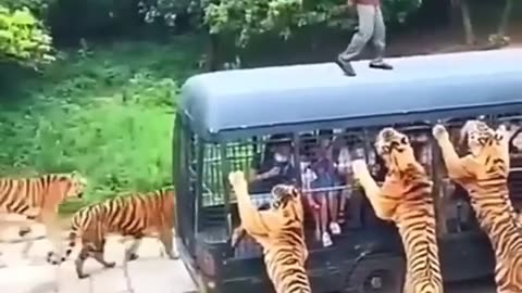 Tiger dangerous wild animal tiger vs human - wild adventure #shorts