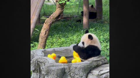 Adorable Panda Playing with a Duck Toy in the Bath