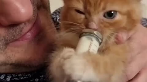 A cute kitten drinks milk!