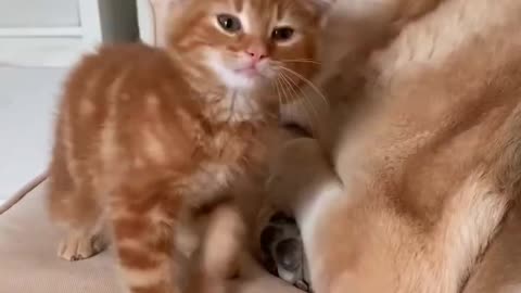 Snacking kitten..dog & cat love 💝