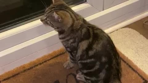 Pablo the Tabby Fighting His Reflection