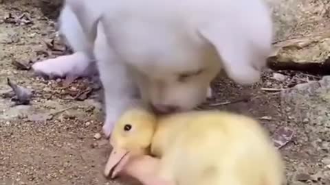 Puppies Help Ducklings