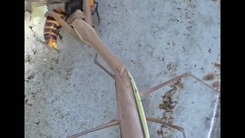 Praying Mantis vs Giant Hornet