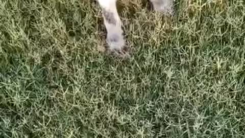 happy puppy running through grass