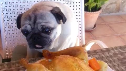 Pug Vs Chicken