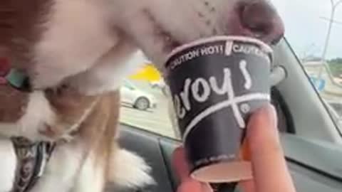 Husky enjoys a Puppuccino