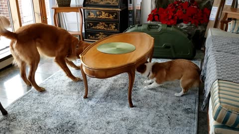 Corgi vs Golden Tug-O-War Round 1