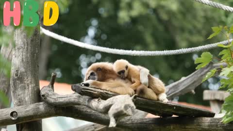 Lar Gibbon White Handed Gibbon 💕video