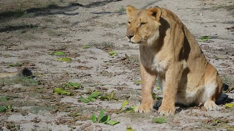 Lion watch what he will do