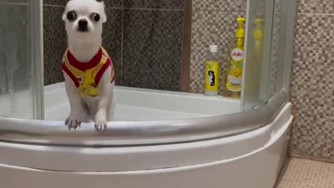 The owner bathes his beloved dog