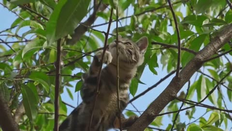 What the Cat is Doing in the Tree? Cat Feels Like a Tiger