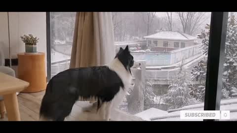 Adorable Cat and Dog Share The Same Fur Colors