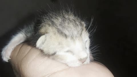 A New Born Kitten Meowing Loudly For Mama Cat