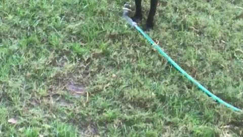 Black dog with red collar in backyard playing with water hose