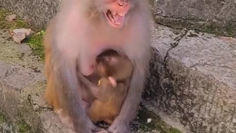 Best Monkey Moments | Poor Monkeys #Shorts Ape funny animals cute baby