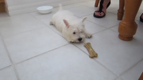 8-week-old puppy suspicious of bone