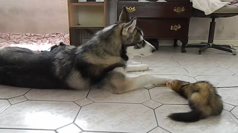 Husky enjoys talking to ferret