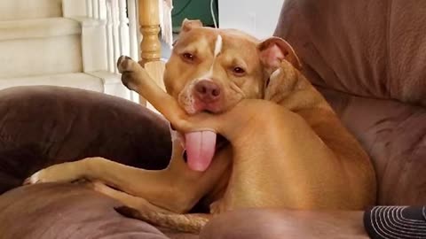 You'll LAUGH with the FUNNIEST DOGS - FUNNY DOG Videos, believe me.