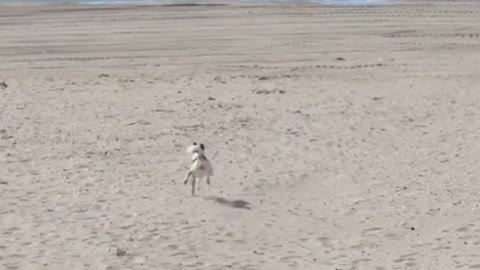 Dog running for fresbee