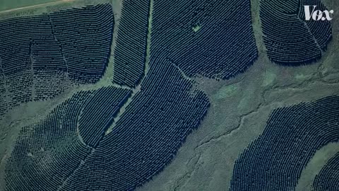 Why does this forest look like a fingerprint?