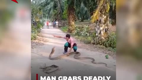 Thailand's volunteer worker catching king cobra with his bare hands