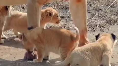 Cute lion's baby playing