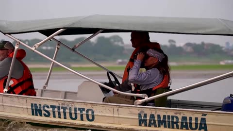 Baby dolphins wash up on Brazil's Lake Tefe amid Amazon drought