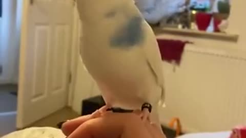 Jealous Parrot