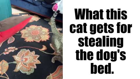 What this cat gets for stealing dog's bed