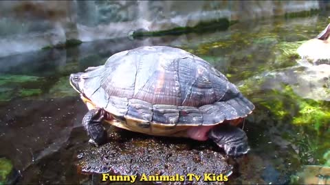 GIRAFAS Bisonte Tartaruga _ Giraffes Bison Turtle - Funny Animals TV KIDS