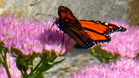 Monarch Butterfly