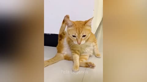 Funny Cat