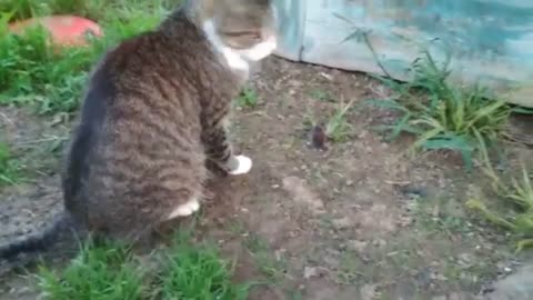 Cat catches mouse