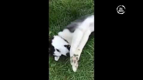 Funny Cats & Dogs Video