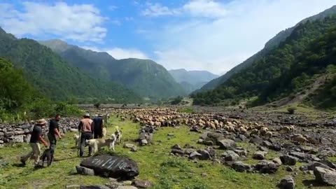 160 Minutos de Vida Salvaje: Construyendo un Gran Grill de Tronco y Cocinando 1000KG de Camello!