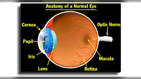 Eye Anatomy