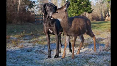 Unusual friendships between animals