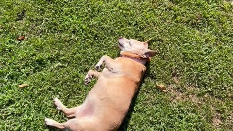 Elderly Dog Refuses To Leave Warm Sun