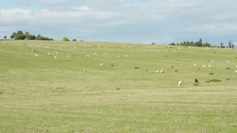 A view of large green fields, filled with sheep