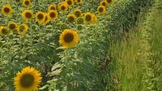 Why are sunflowers turning away from the sun?