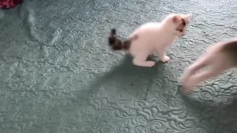 Cute Kittens - Funny and Cute Cat Videos Compilation 2023 #11